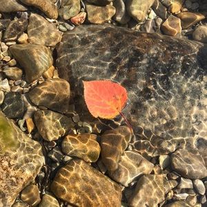 Meet your Posher, Alice